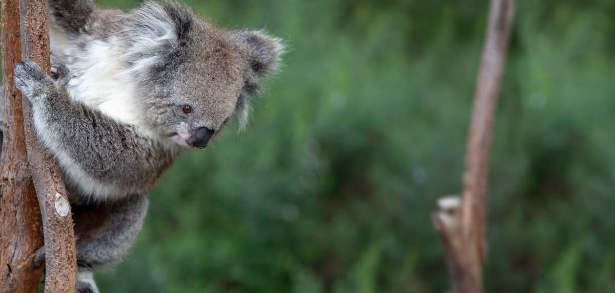 Travel insurance for Australia