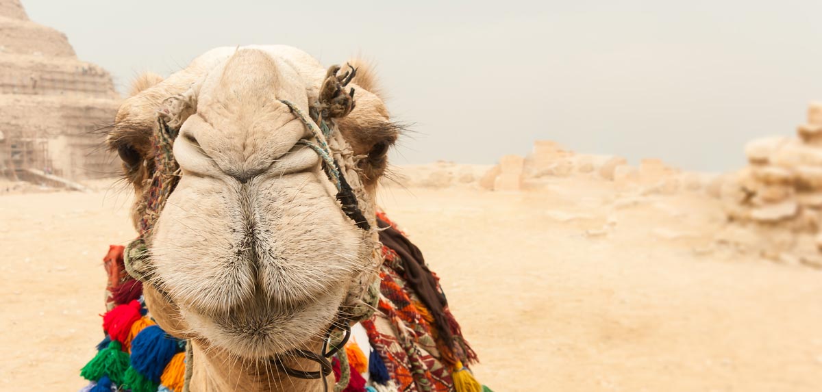 Travel insurance for Egypt