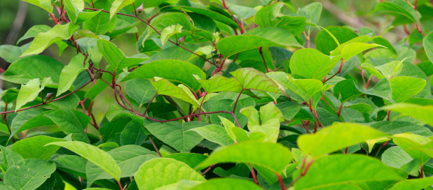 Getting rid of Japanese knotweed