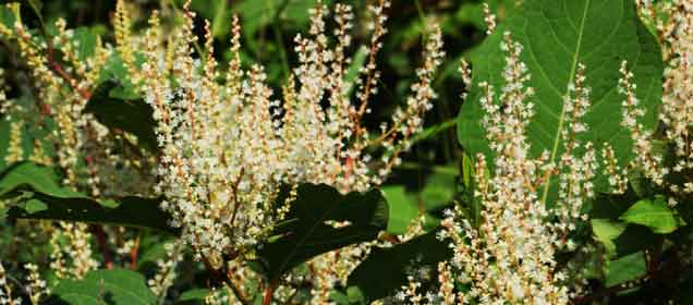 What is Japanese knotweed and how do you get rid of it?